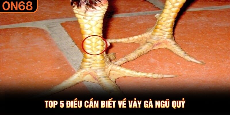 Top 5 điều cần biết về vảy g&agrave; Ngũ Quỷ